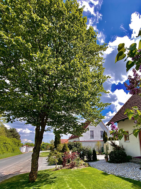 Baumschnitt